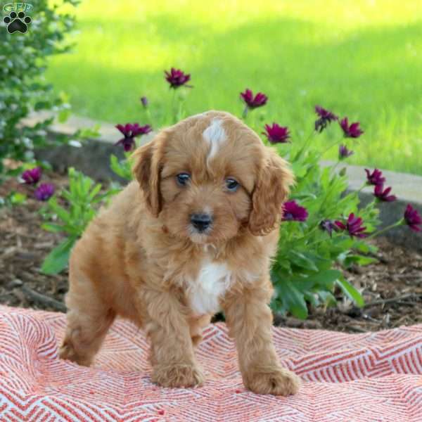 Landon, Cavapoo Puppy