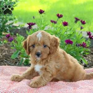 Landon, Cavapoo Puppy