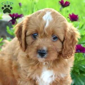 Landon, Cavapoo Puppy