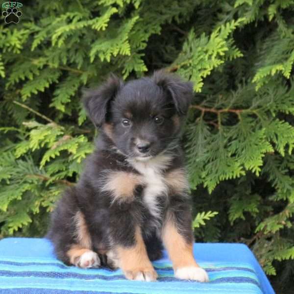 Lane, Miniature Australian Shepherd Puppy