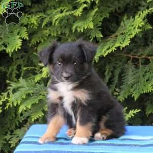 Lane, Miniature Australian Shepherd Puppy