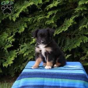 Lane, Miniature Australian Shepherd Puppy