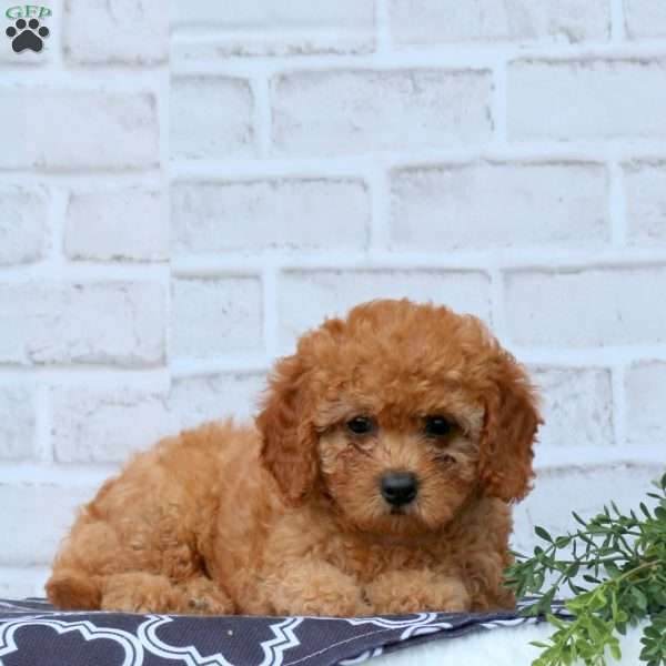 Lark, Cavapoo Puppy