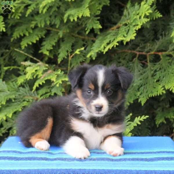 Lassie, Miniature Australian Shepherd Puppy