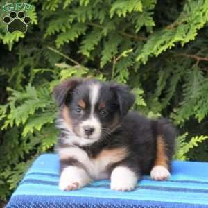 Lassie, Miniature Australian Shepherd Puppy