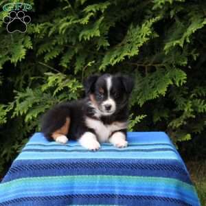 Lassie, Miniature Australian Shepherd Puppy