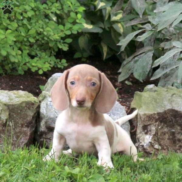 Latte-Mini, Dachshund Puppy