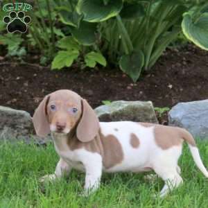 Latte-Mini, Dachshund Puppy