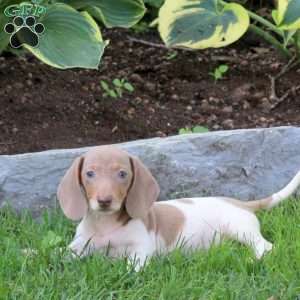 Latte-Mini, Dachshund Puppy