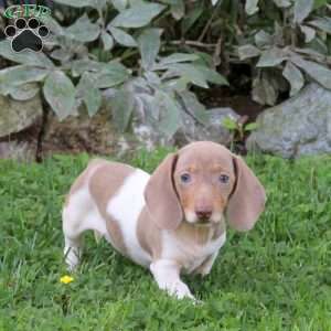 Latte-Mini, Dachshund Puppy
