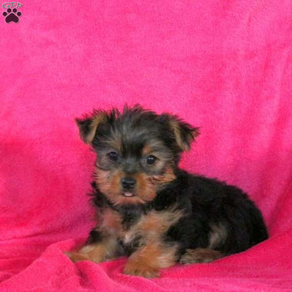 Laura, Yorkie Puppy
