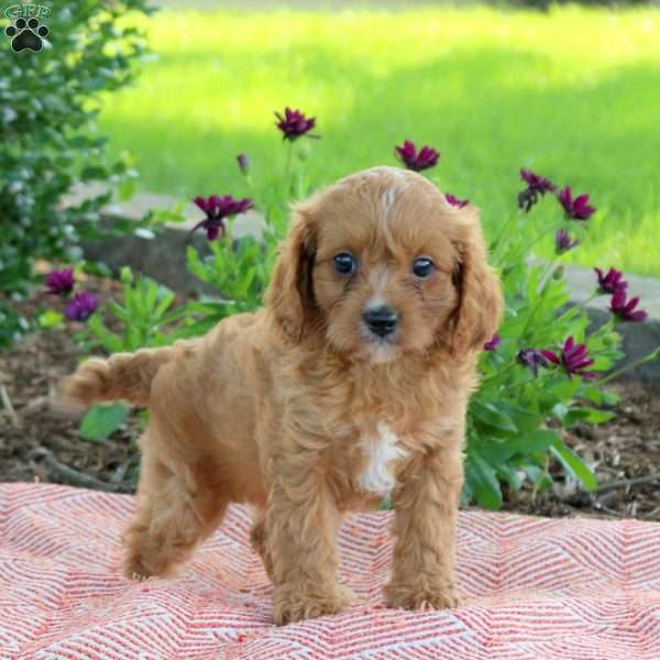 Laura, Cavapoo Puppy