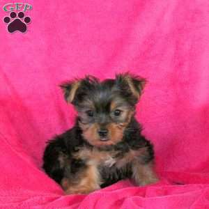 Laura, Yorkie Puppy