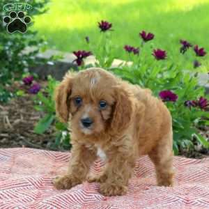 Laura, Cavapoo Puppy