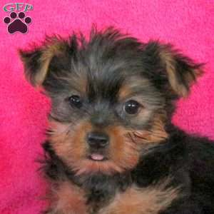 Laura, Yorkie Puppy