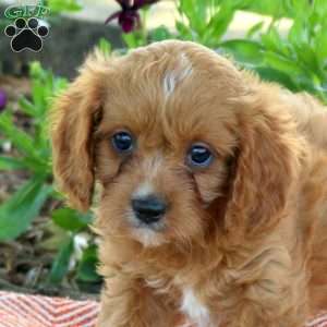 Laura, Cavapoo Puppy