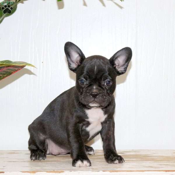 Laurie, Frenchton Puppy