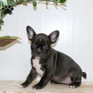 Laurie, Frenchton Puppy