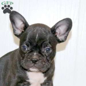 Laurie, Frenchton Puppy