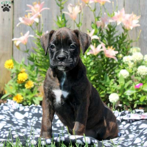 Layla, Boxer Puppy