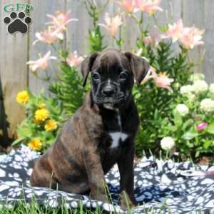 Layla, Boxer Puppy