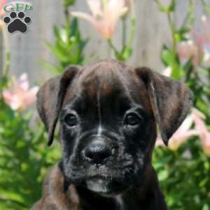 Layla, Boxer Puppy