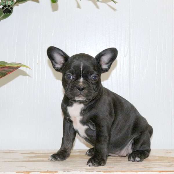 Leah, Frenchton Puppy