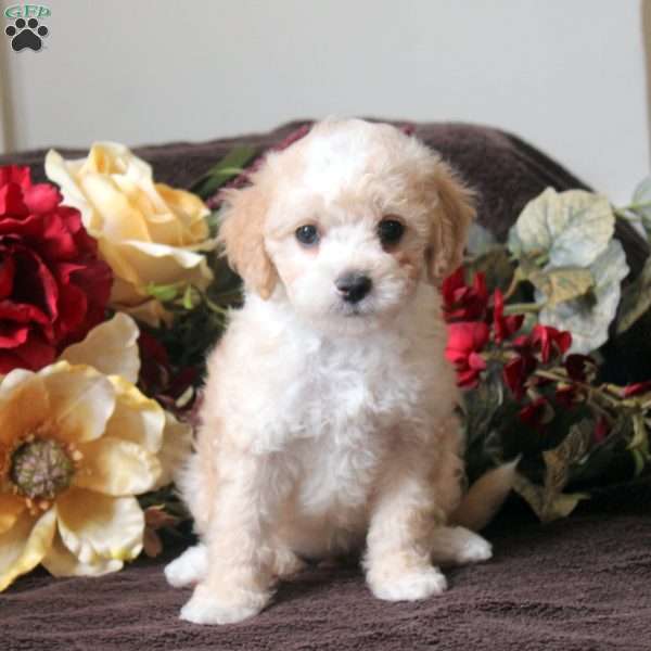 Leah, Havapoo Puppy