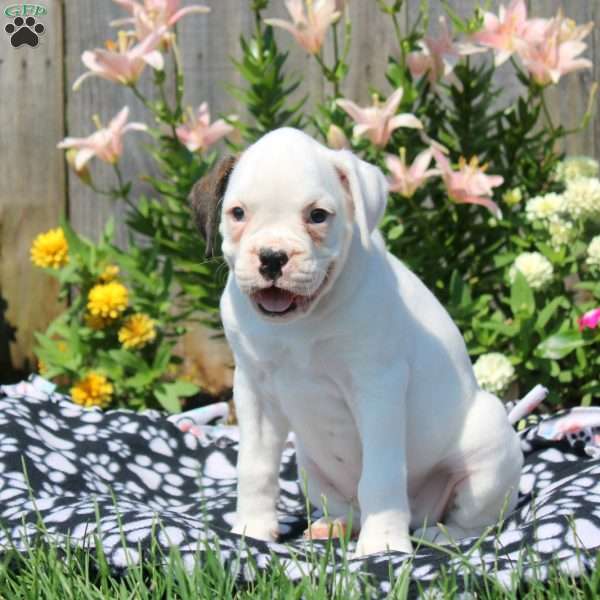 Leah, Boxer Puppy