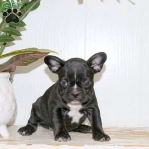 Leah, Frenchton Puppy