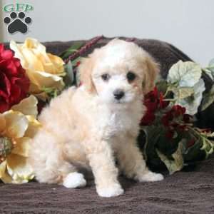 Leah, Havapoo Puppy