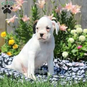 Leah, Boxer Puppy