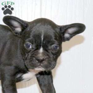 Leah, Frenchton Puppy