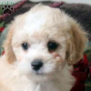 Leah, Havapoo Puppy