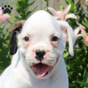 Leah, Boxer Puppy