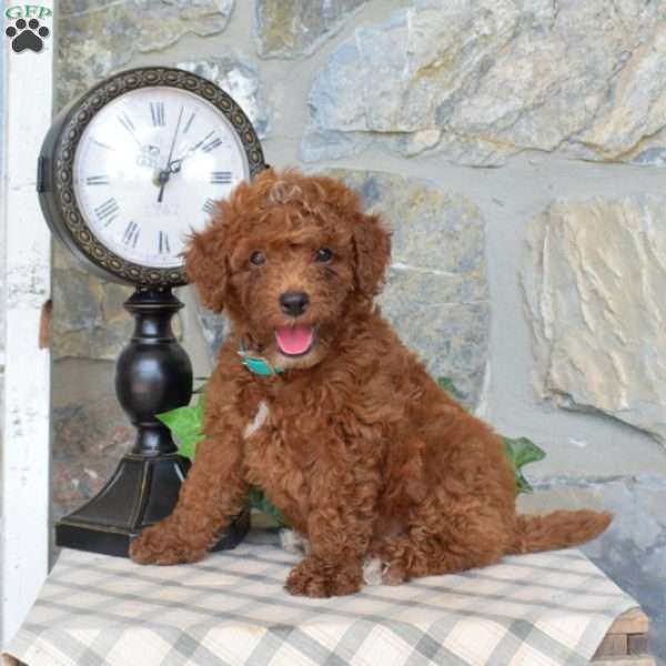 Legend, Mini Goldendoodle Puppy