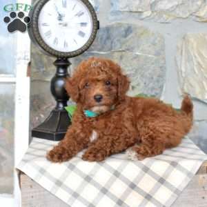Legend, Mini Goldendoodle Puppy