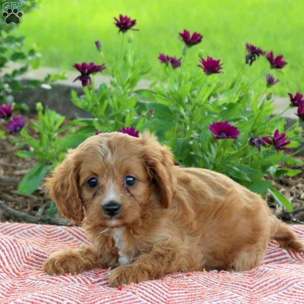 Lemon, Cavapoo Puppy
