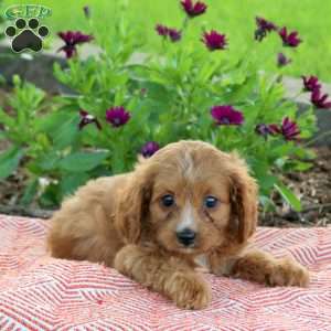 Lemon, Cavapoo Puppy