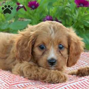 Lemon, Cavapoo Puppy