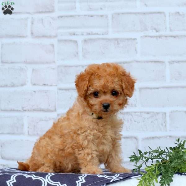 Lennon, Cavapoo Puppy