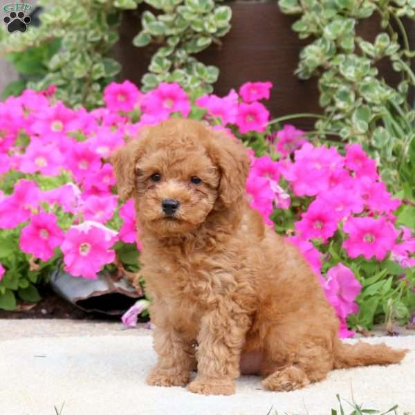 Lenny, Havapoo Puppy