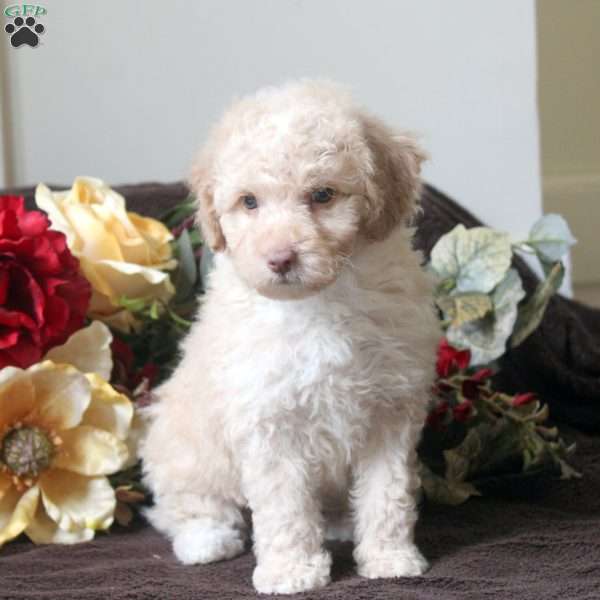 Lenny, Havapoo Puppy