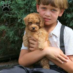 Lenny, Havapoo Puppy