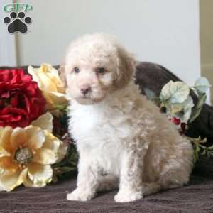 Lenny, Havapoo Puppy