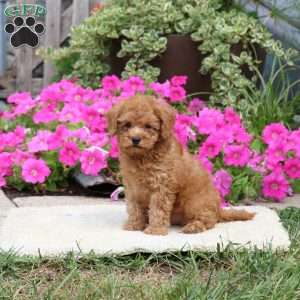 Lenny, Havapoo Puppy