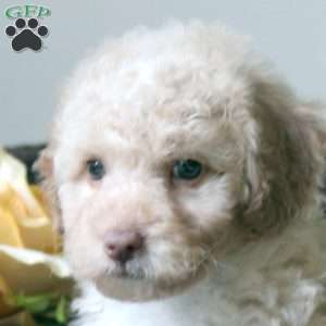 Lenny, Havapoo Puppy