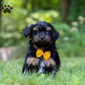 Leo, Yorkie Poo Puppy
