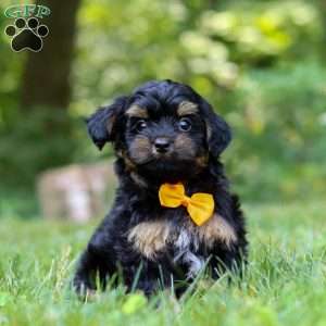 Leo, Yorkie Poo Puppy
