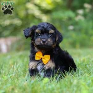 Leo, Yorkie Poo Puppy